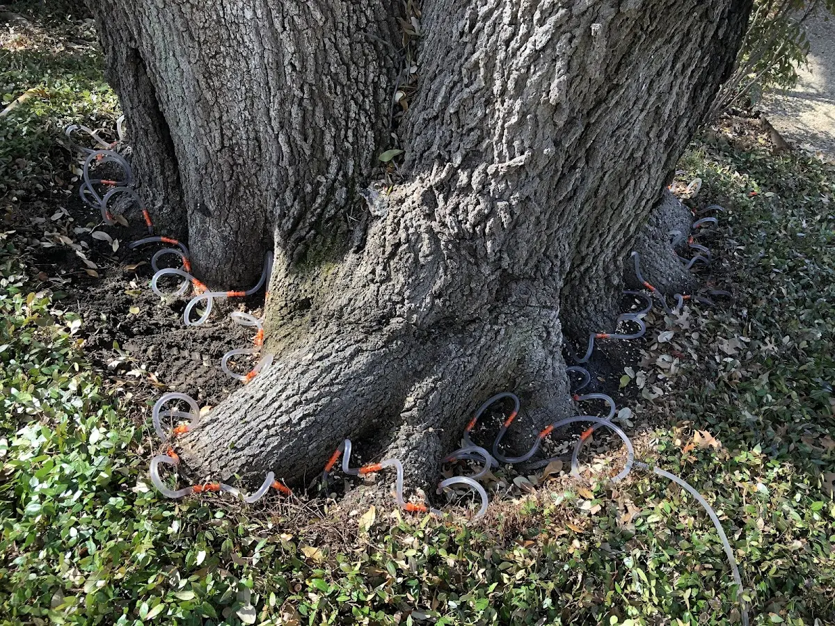 Detailed Tree Cabling and Bracing job site in Lisbon Falls