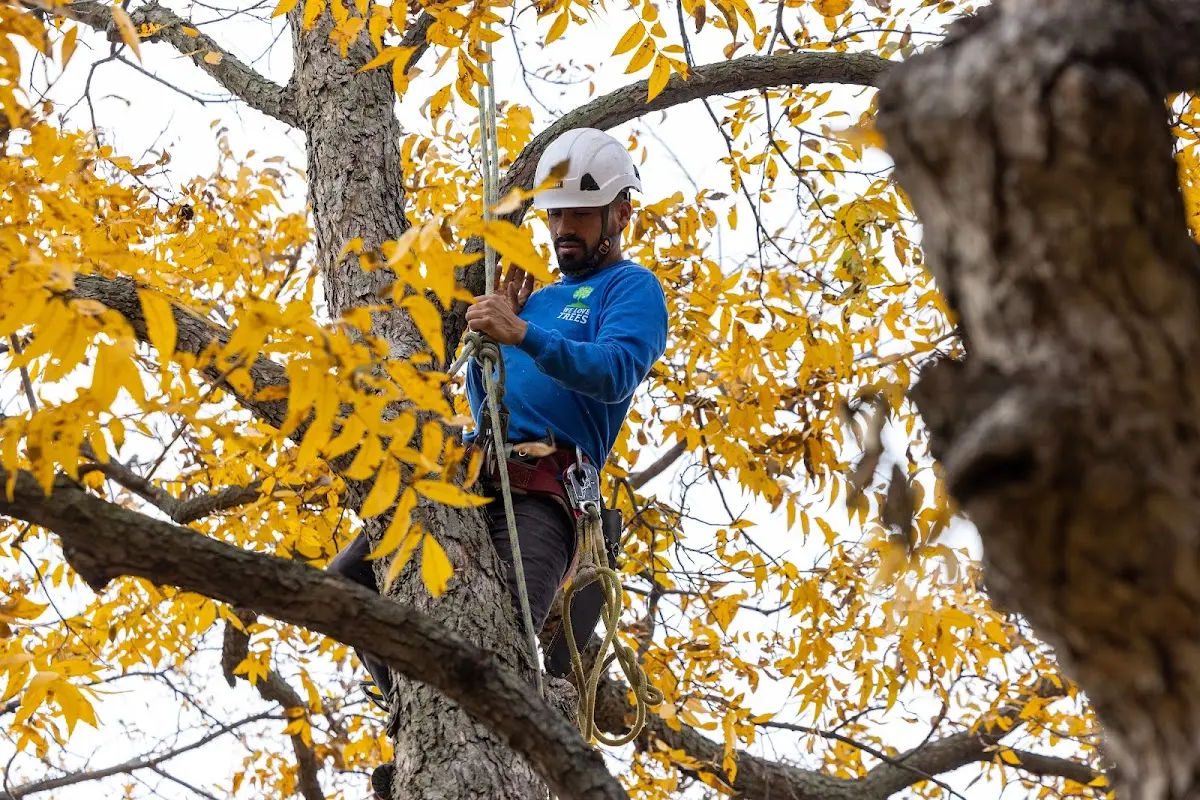 Skilled Tree Planing crew working in Lisbon Falls